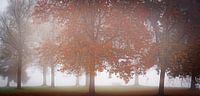 Fog and trees van Arjen Dijk thumbnail