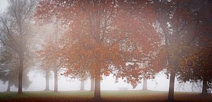 Fog and trees sur Arjen Dijk