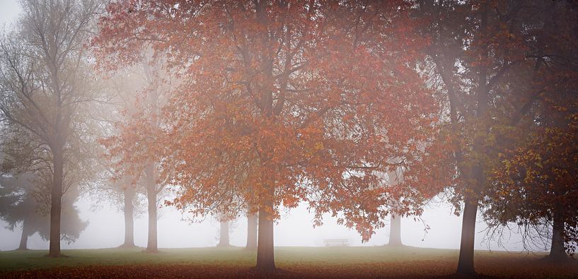 Fog and trees van Arjen Dijk