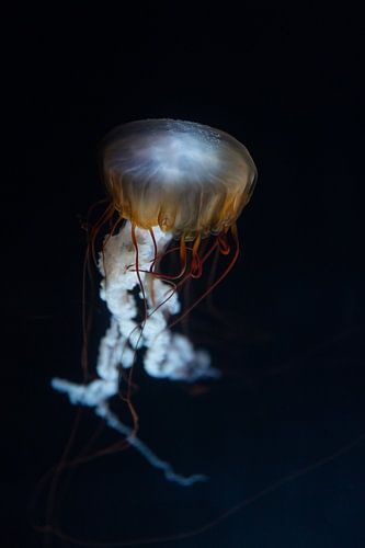 dainty jellyfish by Arnold van Leeuwen