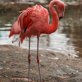 De roze flamingo van Esther van Engen