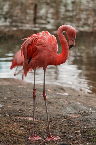 The pink flamingo