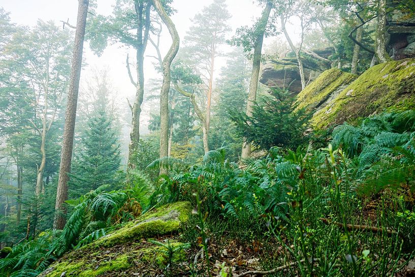 The Vosges primeval forest by Jos van den Berg