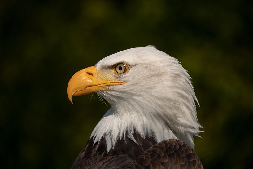 Amerikanischer Weißkopfseeadler Porträt von Tanja van Beuningen