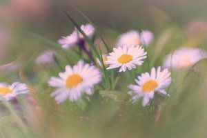Daisies