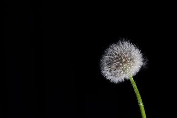 Pusteblume von Thomas Heitz