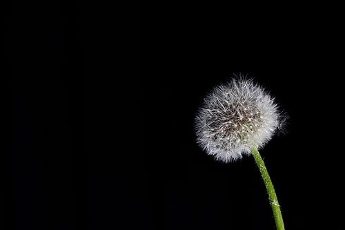 Pusteblume