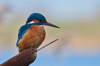 Eisvogel von Eisvogel.land - Corné van Oosterhout Miniaturansicht