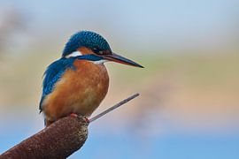 Eisvogel von Eisvogel.land - Corné van Oosterhout