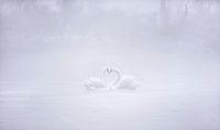 L'amour dans le matin brumeux