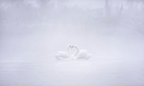 Liebe am nebligen Morgen von Joan Zhang