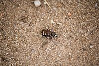 Zand Soldaat