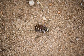 Zand Soldaat by Mark Balster