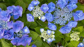 Fleurs d'hortensia sur Bo Valentino