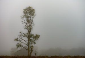 Birke im Nebel