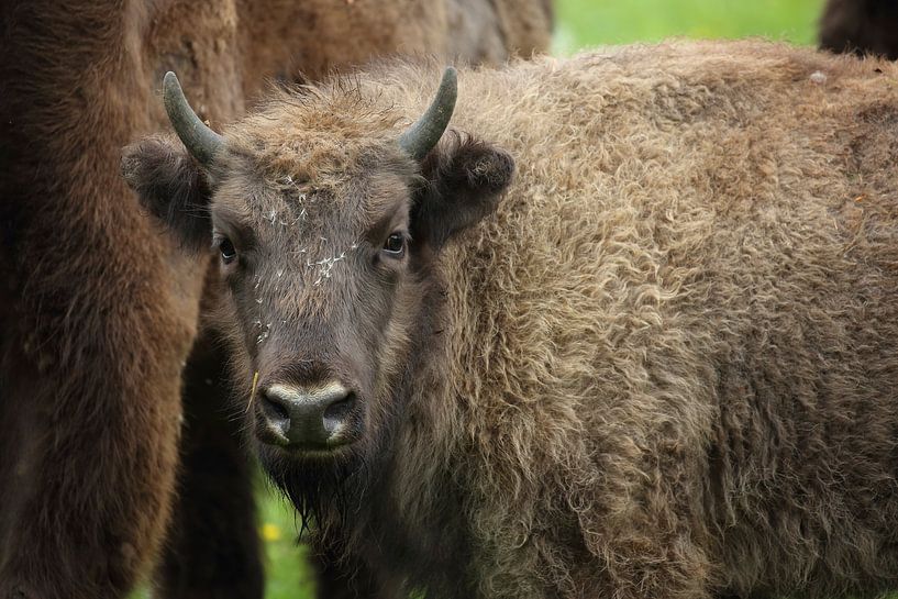 European Bison (Bison bonasus) by Ronald Pol