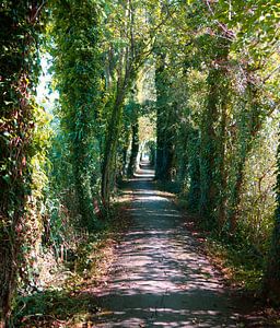 Le tunnel vers la lumière....