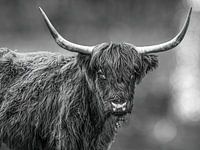 schotse hooglander