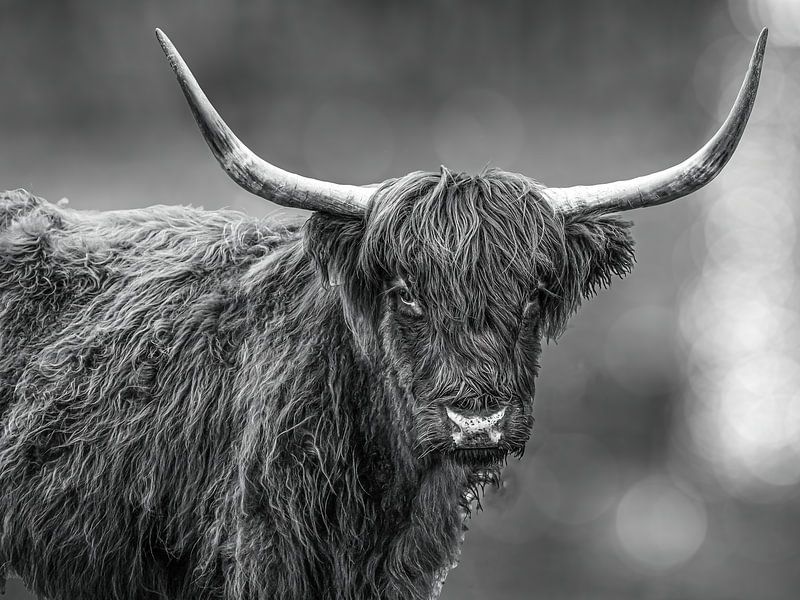 Scottish highlander by Johan van der Linde