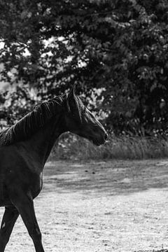 Jeu d'ombres - Contours élégants d'un cheval sur Femke Ketelaar