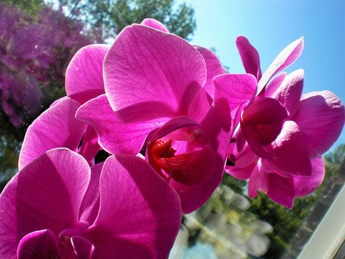 Paarse orchideeën
