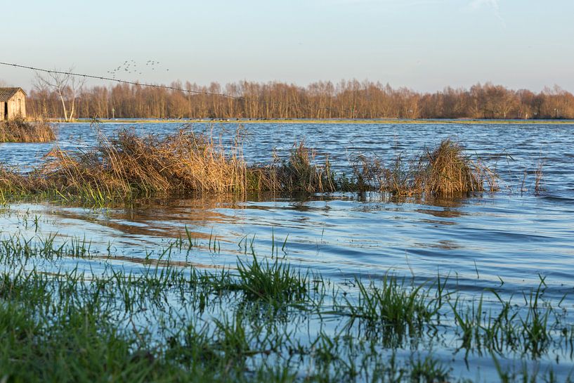 Hoog water bij de IJssel, Welsum  by Evelien Stijf