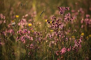 Mer de fleurs (1 de 2) sur Jeroen Gutte