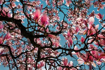 Mooie bloeiende magnolias in de lente tegen een blauwe hemelachtergron van Chi