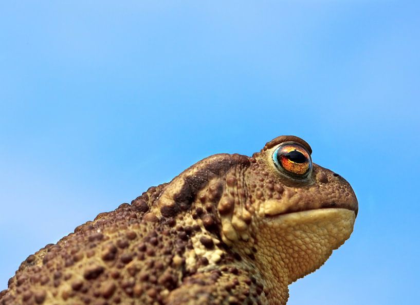 Toad by Bo Valentino