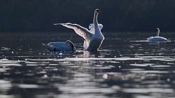 Mute Swan by Marjo Snellenburg