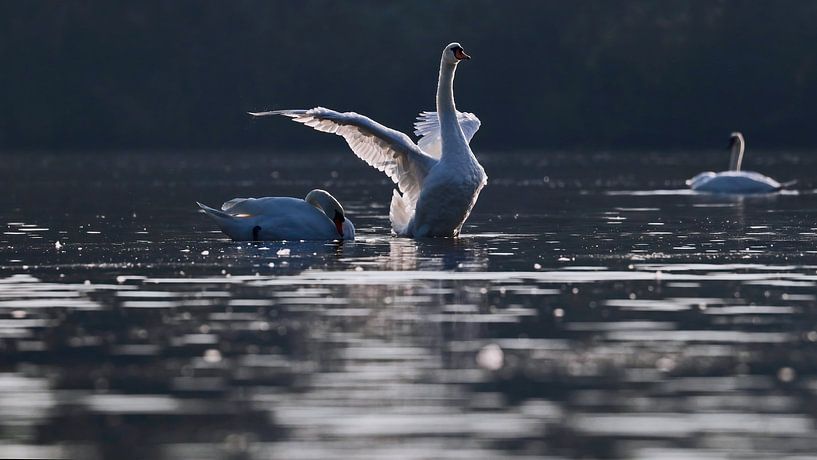 Höckerschwan von Marjo Snellenburg