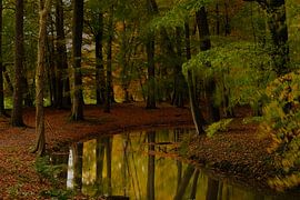 Reflectie van de herfst van Made by Martin