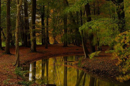 Reflectie van de herfst
