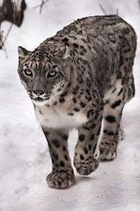 Ein Schneeleopard auf dem Schnee, eine Bestie auf weißem Hintergrund, eine große Katze mit einem kla