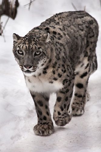 Een sneeuwluipaard op de sneeuw, een beest op een witte achtergrond, een grote kat met een heldere u