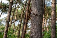 Paysage d'arbre avec écureuil