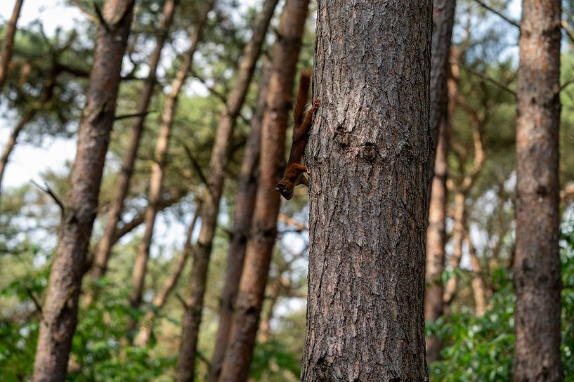 Paysage d'arbre avec écureuil par Wildlife by JJB