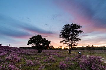 Sonnenuntergang auf den lila Heidefeldern von Peter Haastrecht, van