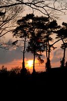 Bomen bij zonsondergang