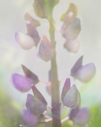 A delicate purple flower bathed in dreamy light – Macro nature photography