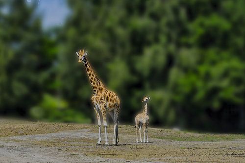 Giraffe and cub.