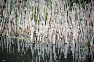 Reed-Spiegel-Linien