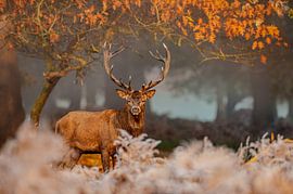 Le calme du cerf sur Radojica Jevric fotorax