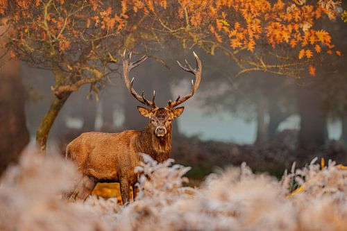 Le calme du cerf