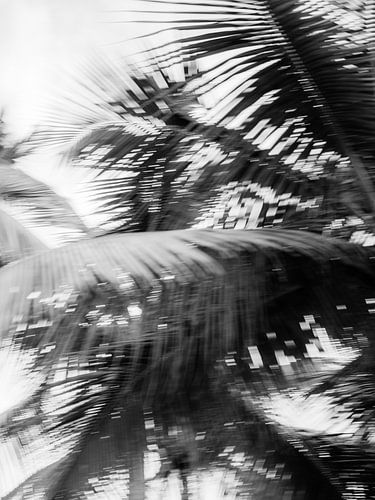 Dominicaanse Republiek - Palmboom in zwart wit | Reisfotografie print | Las Terrenas