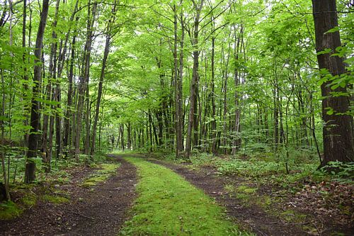 Ein Weg im Wald im Sommer
