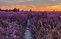 Zonsondergang op de paarse Ginkelse Heide van Rick van de Kraats thumbnail
