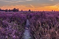 Zonsondergang op de paarse Ginkelse Heide