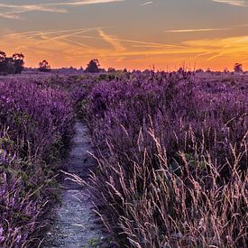 Sunset on the purple Ginkel Heath by Rick van de Kraats