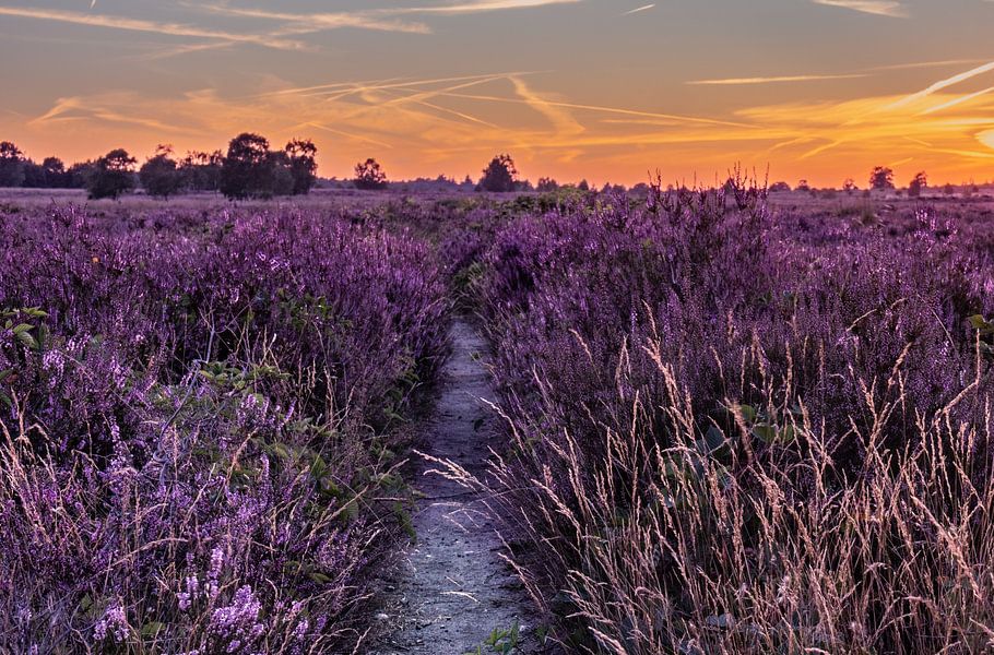 Zonsondergang op de paarse Ginkelse Heide
